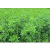 Semená trávy Granum lucerna siata (alfalfa) viacročná 1 kg na 400 m2