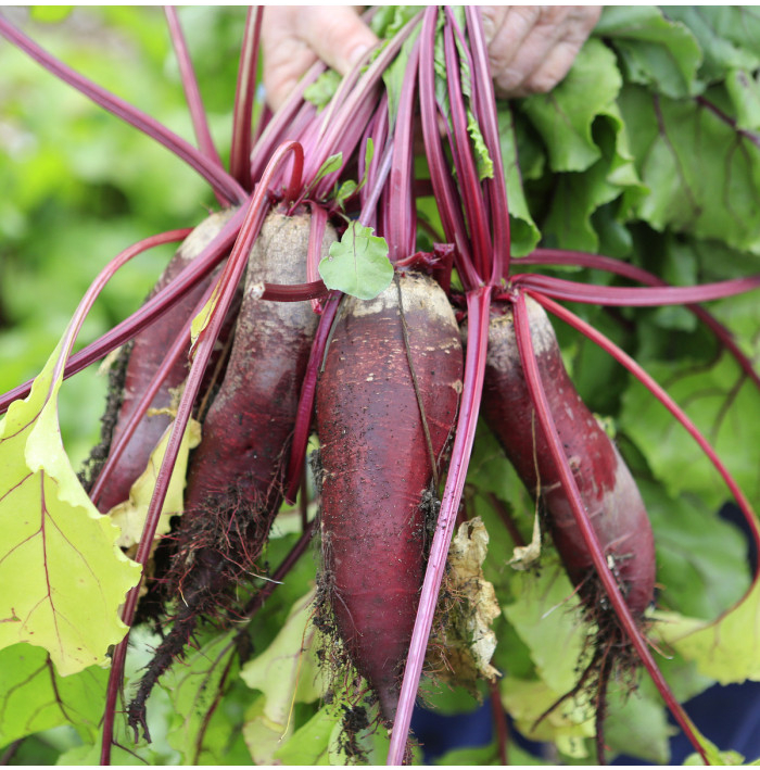 Cvikla Forono - červená repa - Beta vulgaris - semená - 160 ks