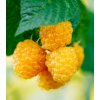 Maliník žltý - Rubus idaeus - jednoducho korenené sadenice maliníka - 2 ks