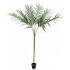 Areca palma s velkými listy, 180 cm