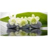 Sablio Uterák Biela orchidea - 70x140 cm