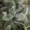Pyramid Seeds Auto Nefertiti semena neobsahuji THC 50 ks
