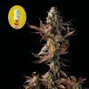 Seedsman Gelat.OG neobsahuje THC 10 semen