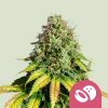 Royal Queen Seeds Feminizované semená kanabisu Somango XL 5 ks