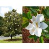 Magnólia veľkokvetá Little Gem na 40-50 cm kmienku, výška 120-135 cm, kvetináč 7 l