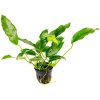 Anubias Species Short & Sharp