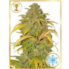 Mr. Hide Seeds - Auto Northern Cream 100 ks - Semená neobsahujú THC