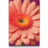 Vymalujsisam.sk Maľovanie podľa čísiel - Kvet gerbery Veľkosť: 20x30cm, Rám: Na kartónovej doske
