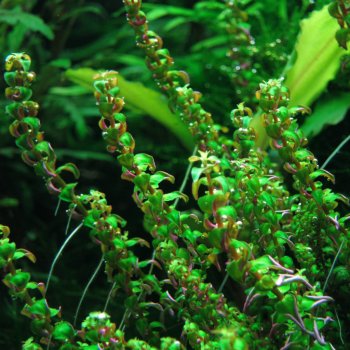 Rotala sp. Pearl