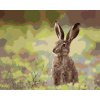 ZUTY Maľovanie podľa čísel ZAJAC V TRÁVE Rámovanie bez rámu a bez vypnutia plátna Rozmer 80x100 cm