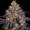 Barney´s Farm - Watermelon Zkittlez 3 ks - Semienka neobsahujú THC