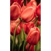 DIMEX fototapeta Červené tulipány MS-2-0128 - 150 x 250 cm (150g VLIES - LEPIDLO ZADARMO)