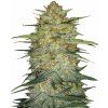 Fastbuds - Original Auto OG Kush 10 ks - Semená neobsahujú THC