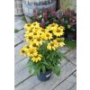 Echinacea ´ Sombrero Lemon Yellow ´ Clt.3,5