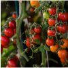 Previsnutá paradajka Tom Red - Solanum lycopersicum - Semená rajčiaka - 8 ks