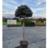 Smrek pichľavý ‘Glauca Globosa´ na kmienku