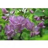 Agát srstnatý (Robinia hispida ´Casque rouge´) veľkosť 120-200cm