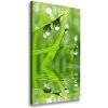 Vertikálny foto obraz canvas Steblo trávy 50x100 cm