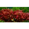 Alternanthera bettzickiana