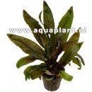 Cryptocoryne wendtii 'Tropica'