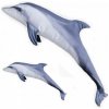 EnergoTeam The Bottlenose Dolphin Grey 55cm Rybí vankúš