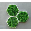 Hexagon Dekoratívny Machový Obraz s Lišajníkom