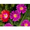 Poludňovka Wheels of Wonder Hot Pink- Delosperma, kont. 0,5 l