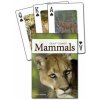 Mammals of the Gulf Coast (Stan Tekiela)(Hra)