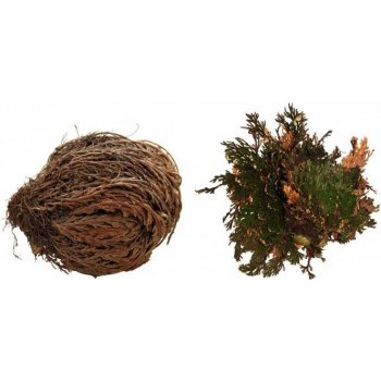 Lucky Reptile Rose of Jericho rastliny