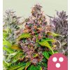 Royal Queen Seeds Feminizovaná zmes kanabisových semienok 3 ks