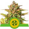 Royal Queen seeds Sweet ZZ Automatic neobsahují THC 10 ks