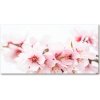 Foto obraz akrylový Kvety višne 100x50 cm