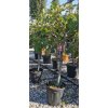 Ficus Carica Clt.9 ´ Brogiotto bianco´ 1/2 Štandard