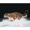 Diamondi Diamantové maľovanie - SNEŽNÝ LEOPARD V BEHU V SNEHU (D. RUSTY RUST) Rámovanie: bez rámu a bez vypnutia plátna, Rozmer: 40x50 cm