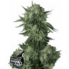 Fast Buds Semená kanabisu Moby Dick Auto 1 pcs