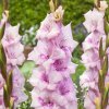 Gladiolus Bruiser