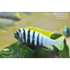 Cynotilapia zebroides Jalo Reef - 3,5-4cm