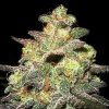 Expert Seeds - Caramella Auto 3 ks - Semená neobsahujú THC