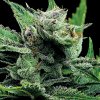 Anesia Seeds - Malawi Gold 10 ks - semená neobsahujú THC
