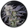 Medical Seeds Co. - Mintzkittlez 3 ks - Semienka neobsahujú THC