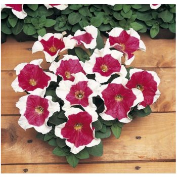 Petúnia mnohokvetá Red Frost F1 - Petunia multiflora - semená - 20 ks