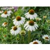 Echinacea purpurová Alba