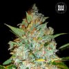 Bulk Seed Bank - Kalis Mistery 100 ks - Semená neobsahujú THC