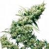 Sensi Seeds Jamaican Pearl neobsahuje THC 10 ks
