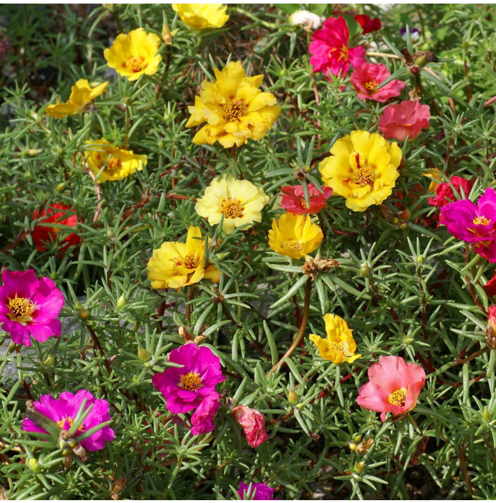 Portulaka zmes farieb - Portulaca grandiflora - predaj semien - 300 ks