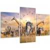Obraz - safari (Obraz 90x60cm)