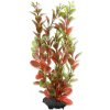 Tetra Ludwigia repens (Red Ludwigia) 23 cm