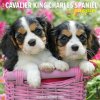 Cavalier King Charles Spaniel Puppies 2026 12 X 12 Wall Calendar