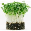 Toraf Microgreens semínka na klíčky Rukola roketa 10 g