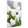 Vertikálny foto obraz sklo tvrdené Biele tulipány 50x100 cm